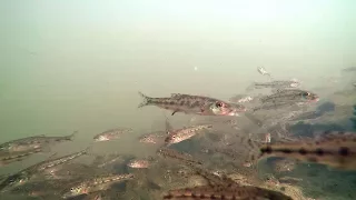 Unterwasser Impressionen aus heimischen Gewässern - Uboot - Gopro