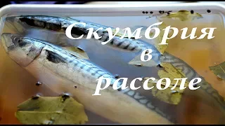 Пряная скумбрия в рассоле вкусно !