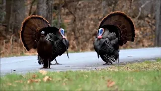 Wild turkeys in mating ritual