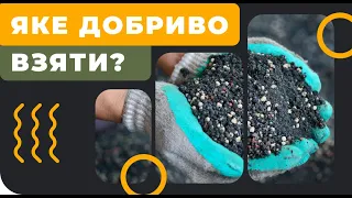 З чим посіяти кукурудзу і соняшник?