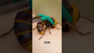 Stung by a Giant Hornet!