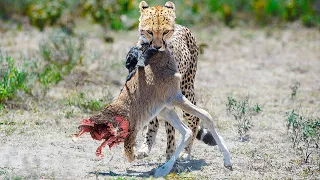 Tragic Moments! Cheetah Unveils Its Evil Side