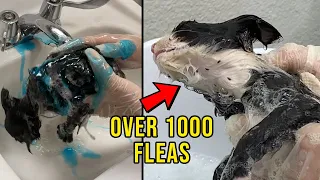 Removing 1000 Fleas Off A Cat