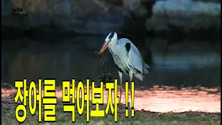 [와일드코리아,wildkorea] 한입에 장어를 꿀꺽 #왜가리 # Great grey heron