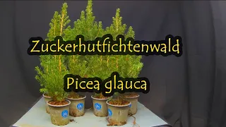 Zuckerhutfichtenwald - Picea Glauca