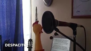 Despacito by a bird