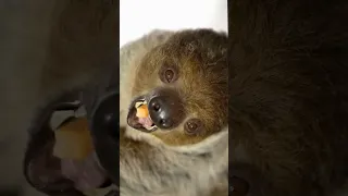 Vejam o Crescimento de um Bicho PREGUIÇA  (Sloths)