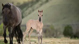 exquisite grullo filly born on our ranch