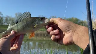 Varalicarenje grgeča dop shot tehnikom / Drop - shot fishing for perch