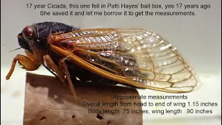 The 17 year cicada tie