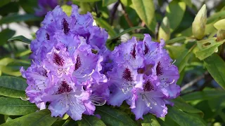 Beautiful spring rhododendron compilation