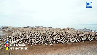 Exploring Lambert's Bay Bird Island Nature Reserve: A Birdwatcher's Paradise!