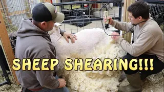 Shearing Our Sheep For The First Time ~ Finnsheep