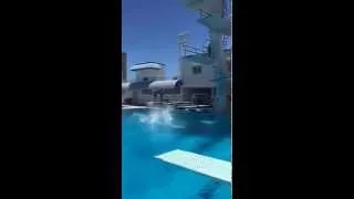 Steve-O Does EPIC BackFlip Into Pool !
