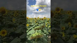 Ukraine 🇺🇦