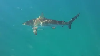 GoPro Awards - Sharks and Whale Encounters