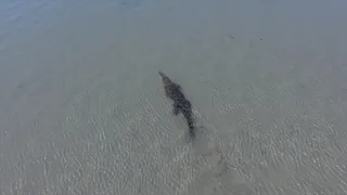 Bull Shark swims by huge Saltwater Crocodile - 4K Drone Footage -