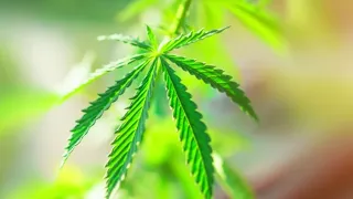Study finds cannabis compounds may prevent COVID-19 infection