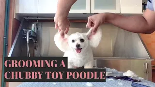 Grooming A Chubby Toy Poodle | Bunny TV