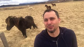 Icelandic horses Исландские лошади