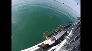 Great White Shark Cage Diving in South Africa. View from up top.