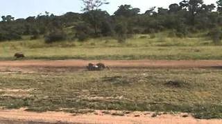 Leopard killing warthog