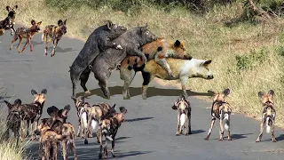 On The Edge Danger! Warthogs Face Off With Bloodthirsty Wild Dogs- What Will Happen?