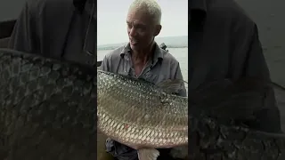 #JeremyWade waited 25 years for the catch of a lifetime: a Giant Goliath Tigerfish 😱 #RiverMonster