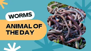 Worm -- Bugs for Kids | Educational Animal Videos for Children, Homeschoolers, and Teachers