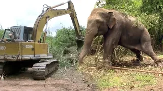 Successfully Trans locating An Aggressive Elephant !