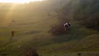 Пасём коровы, пришла очередь!