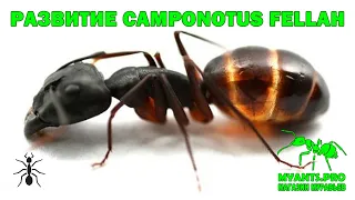 Ants of the species Camponotus fellah develop from one uterus