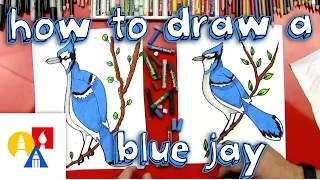 How To Draw A Blue Jay