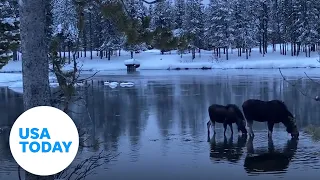 Moose create stunning moment in Island Park, Idaho | USA TODAY