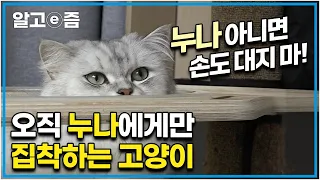 오직 누나만 따른다! 누나가 외출하면 식음을 전폐하며 절대 움직이지 않는 고양이┃고양이를 부탁해┃알고e즘