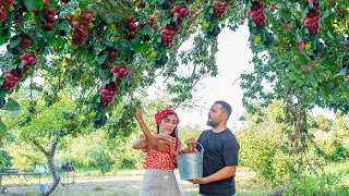 Harvesting a Lot of Red Plums for drying, Move to the Village