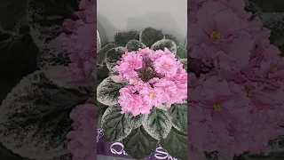 AFRICAN VIOLET QUEEN OF THE SHOW - The Best of the Best - SPECTACULAR WINNING PLANTS!!!!!!