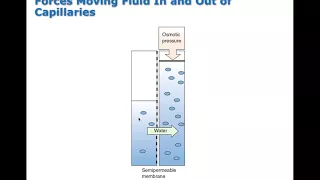 Chapter 08 Disorders of Fluid, Electrolyte, Acid-base Balance BIO216