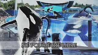 Tilikum | Surnommée «l'Orque tueuse»