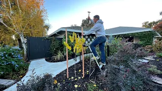 How, When and Why to Stake a Tree! 🌳 Staking My Redbud! :: Zone 9b Small Space Gardening