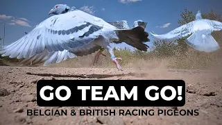 The British Vs The Belgians - Pigeon Racing