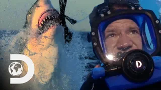 Man Swims With Great White Sharks In Open Waters | Swimming With Monsters