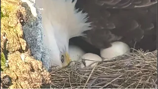 West End ~ THUNDER HAS LAID 3 EGGS! 🐣💕 AKECHETA REPORTS FOR DADDY DUTY FOR THE TRIPLETS! 💕 2.14.24