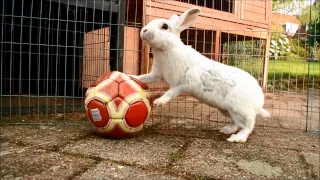 30 Bunny Tricks!!