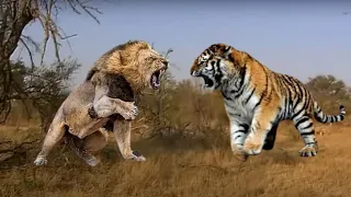 Битва кто сильнее Лев или Тигр