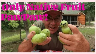 Finding The Only Native Fruit in The United States!