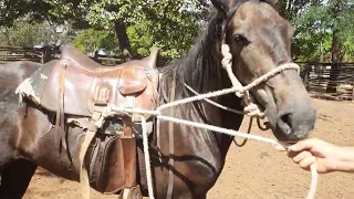 COMO DEIXAR CAVALO BOM DE RÉDEA DE UM JEITO FÁCIL