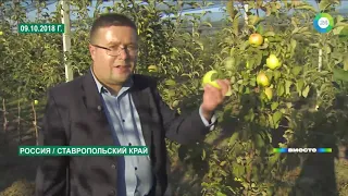 Яблони для президента: О чем попросили Путина садоводы Ставрополья