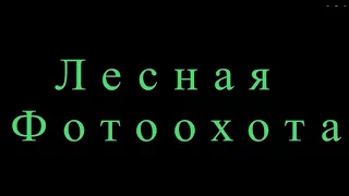 Эко-экскурсия "Лесная фотоохота"