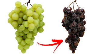Timelapse : Are raisins dried grapes? 108 DAYS